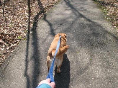 Country Walks Image